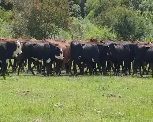 Lote 70 Vaquillonas en San Justo, Santa Fe