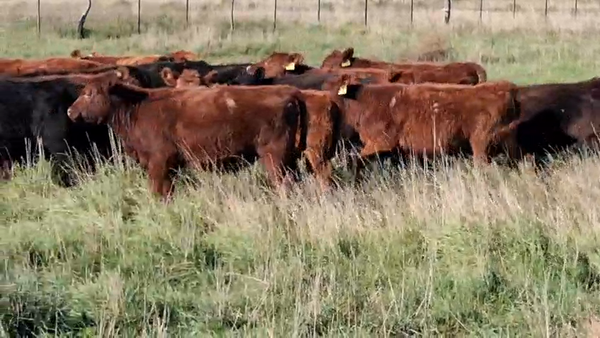 Lote 70 Terneras A TÉRMINO en Carlos Tejedor