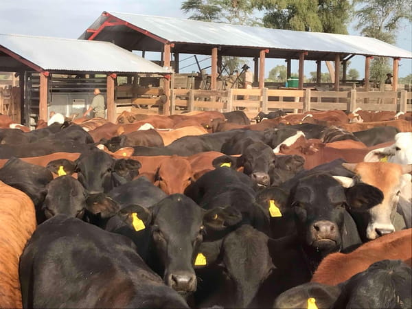 Lote 80 Vaquillonas P/ entorar en Las Lomitas, Formosa