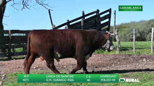Lote TOROS POLLED HEREFORD
