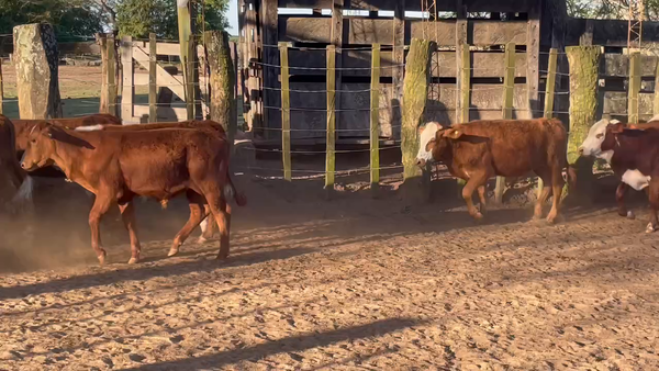Lote 110 Terneros en Ituzaingó, Corrientes
