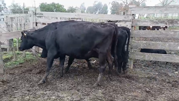 Lote 2 Vaca 550kg - , San José