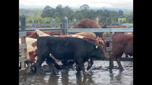 Lote 40 Novillo Gordo en Osorno, X Región Los Lagos