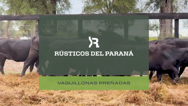 Lote VAQ. PREÑADAS GENERALES