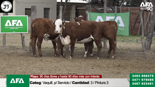 Lote "Cabaña ""3 HERMANOS"" Vaquillona para servicio"