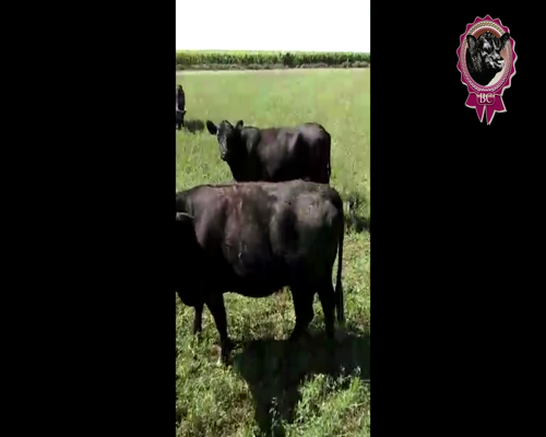 Lote 50 Terneras de 190 Kg