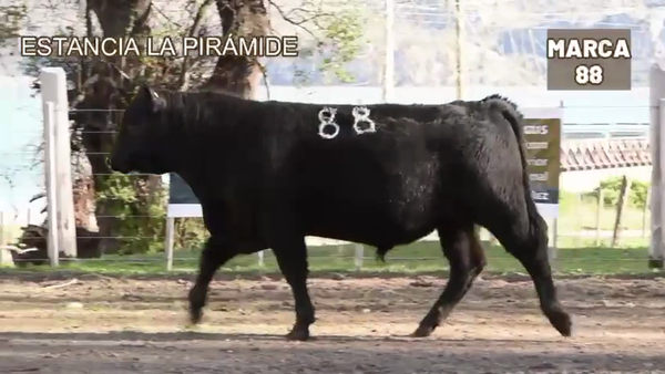 Lote 1 Toro