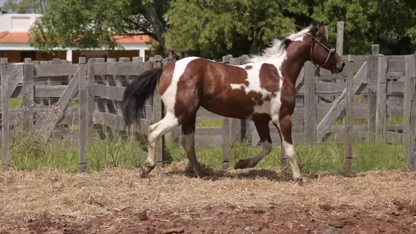 Lote Macho entero 3 años