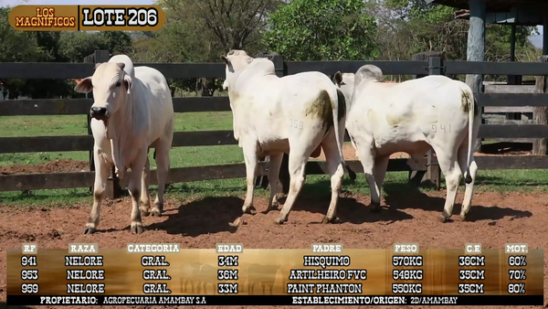 Lote LOTE 206 - POR PANTALLA