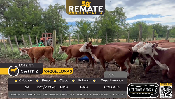 Lote 24 Vaquillonas  en Paso Sena, Colonia