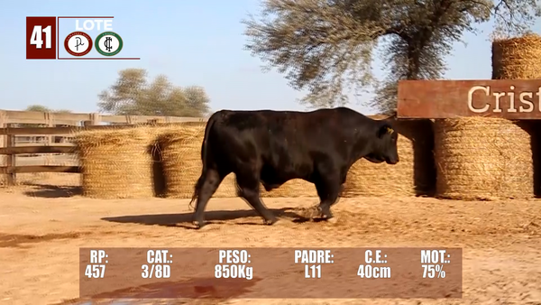 Lote Lote 41