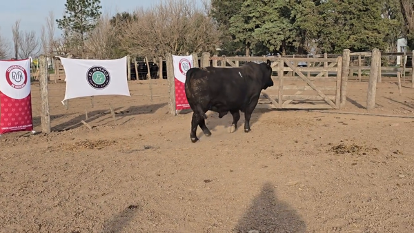 Lote Toros de El Mataco