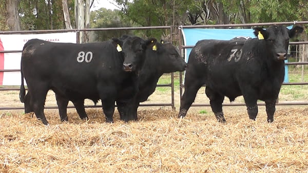 Lote TOROS ANGUS NEGROS PC
