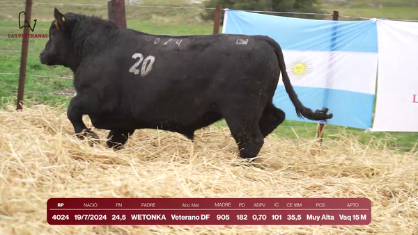 Lote Lote 7 Toros - RP 4024