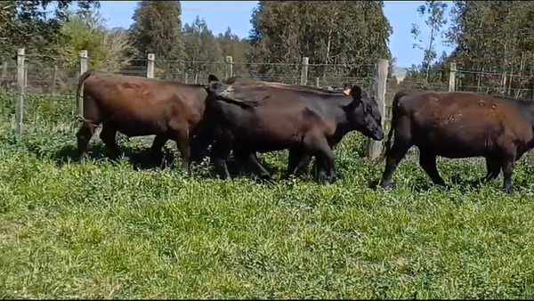 Lote 5 Terneras ANGUS en OMBUES DE LAVALLE