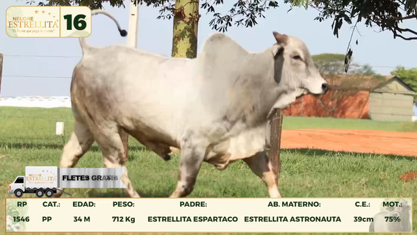 Lote LOTE 16
