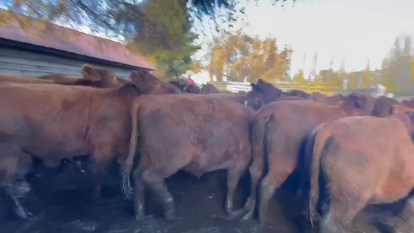 Lote 50 Novillo Engorda en Coyhaique, XI Región Aysén