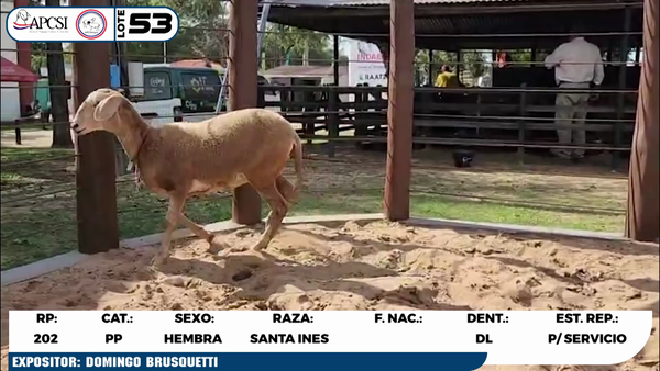 Lote LOTE 53