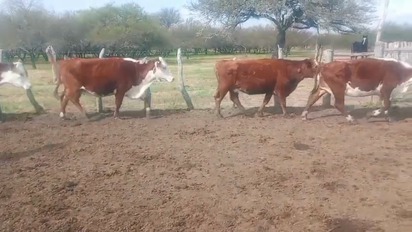 Lote 26 Vacas medio uso C/ gtia de preñez