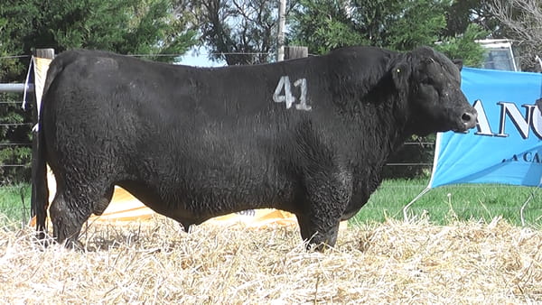 Lote TOROS ANGUS PUROS CONTROLADOS