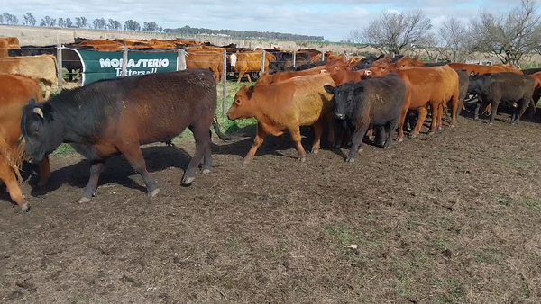 Lote 40 Novillitos en Arboledas