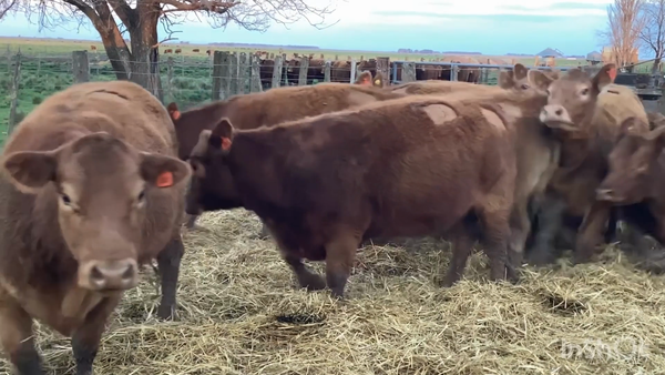 Lote VAQ PC preñadas