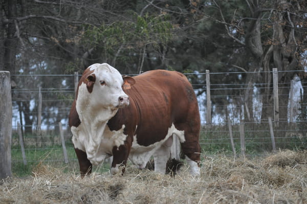 Lote BRAFORD EL ALJIBE