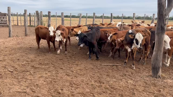 Lote 65 Vaquillonas en Juan José Castelli, Chaco