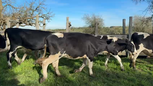 Lote NOVILLOS 1 a 2 AÑOS