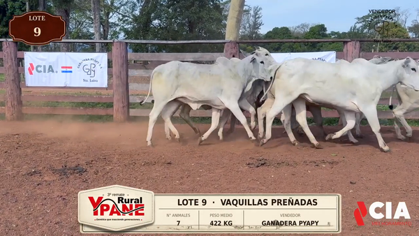 Lote Lote 9