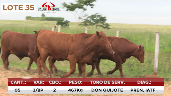 Lote LOTE 35