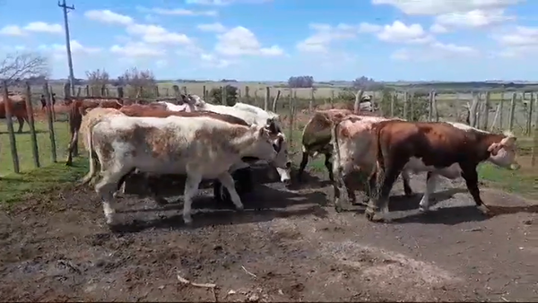 Lote NOVILLOS FORMADOS