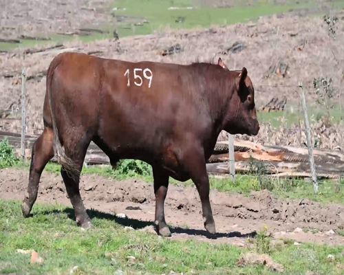 Lote TORO 159