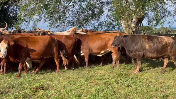 Lote 120 Vacas de invernar en Virasoro, Corrientes