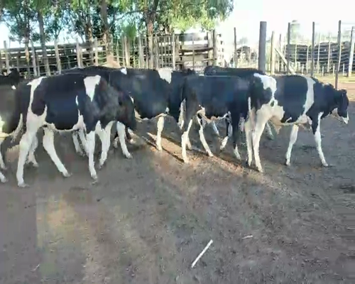 Lote 58 Terneros en Suipacha, Buenos Aires