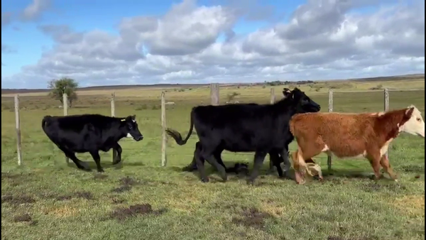 Lote VAQUILLONAS 1-2