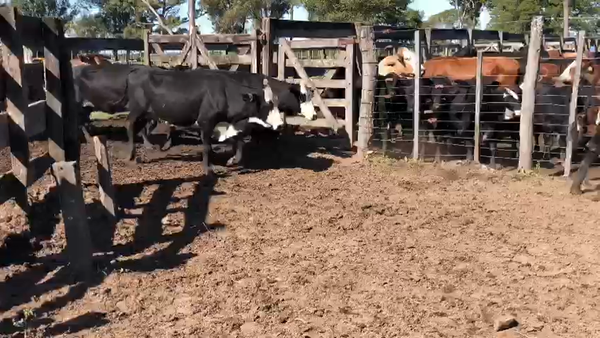 Lote 55 Vacas nuevas Preñadas en Gran Guardia, Formosa