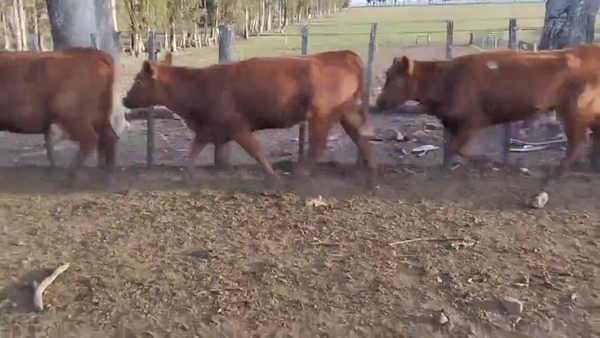 Lote Vacas Preñadas
