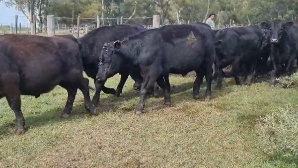 Lote 22 Novillitos y vaquillonas