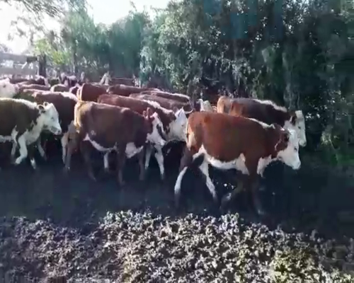 Lote 32 Terneras en Federal, Entre Ríos