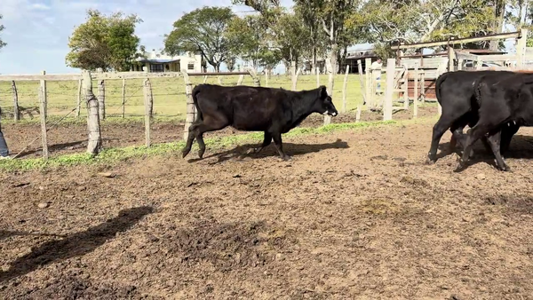 Lote VAQUILLONAS MAS DE 2 AÑOS