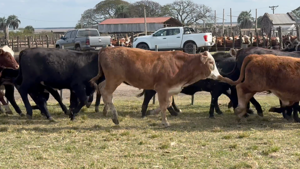 Lote 90 Terneros/as en Corrientes, Perugorría