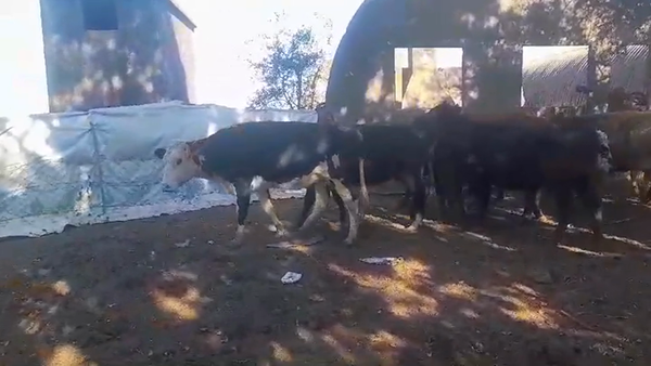 Lote (Vendido)10 Vacas de Invernada 370kg -  en NUEVA PALMIRA