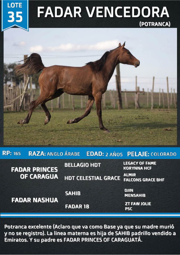 Lote FADAR VENCEDORA