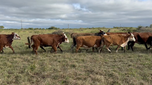 Lote 35 Vacas de invernar en Corrientes, Bella Vista