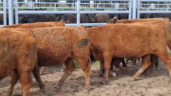 Lote 88 Novillitos