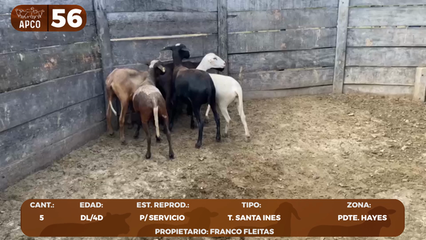 Lote LOTE 56 -POR PANTALLA