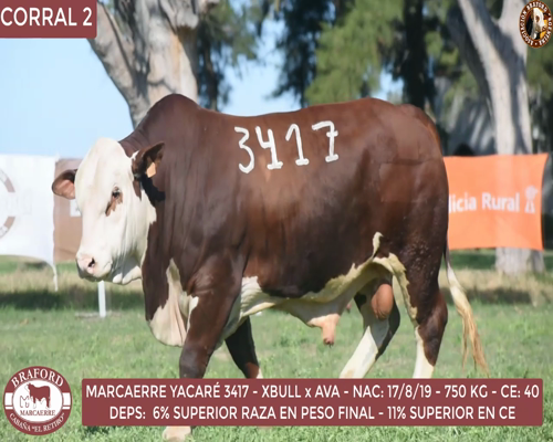 Lote Toro Braford Cabaña El Retiro