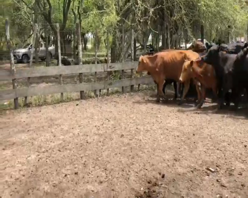 Lote 55 Vacas nuevas en Misión San Fco., Formosa