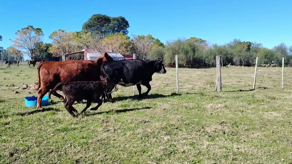 VACAS ENTORADAS